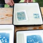 a photo of the wild darkroom cyanotype printing workshop, a woman's hands washing a cyanotype print in a tray of water.